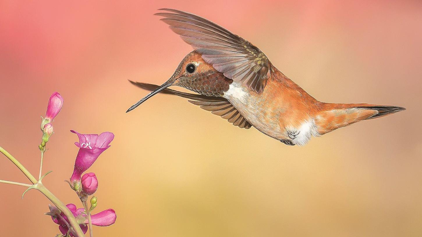 Tucson, Oro Valley residents among wildlife photo contest winners